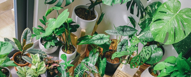 Πώς η μετακόμιση των φυτών σας μπορεί να γίνει παιχνιδάκι