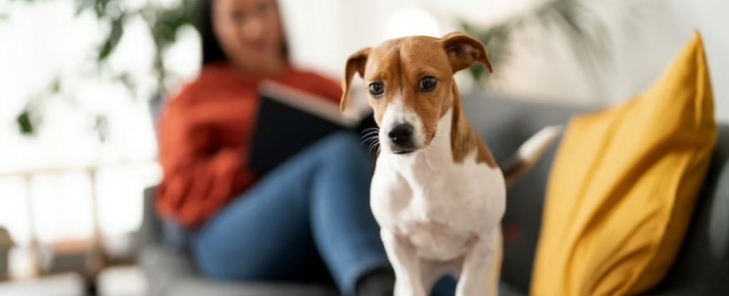 Ποια ζώα επιτρέπονται ως κατοικίδια;